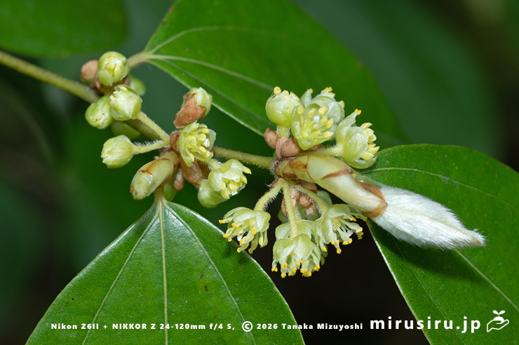 テンダイウヤクの(雄株の)雄花 小田原市・松永記念館 2026/03/23