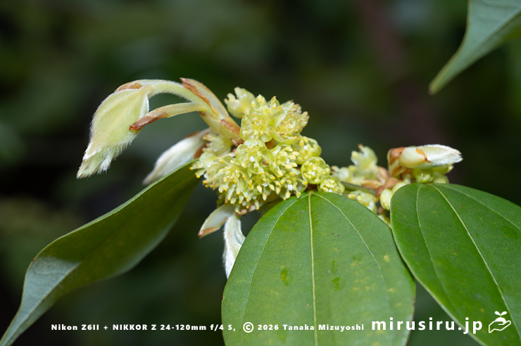 テンダイウヤクの(雄株の)雄花 小田原市・松永記念館 2026/03/23