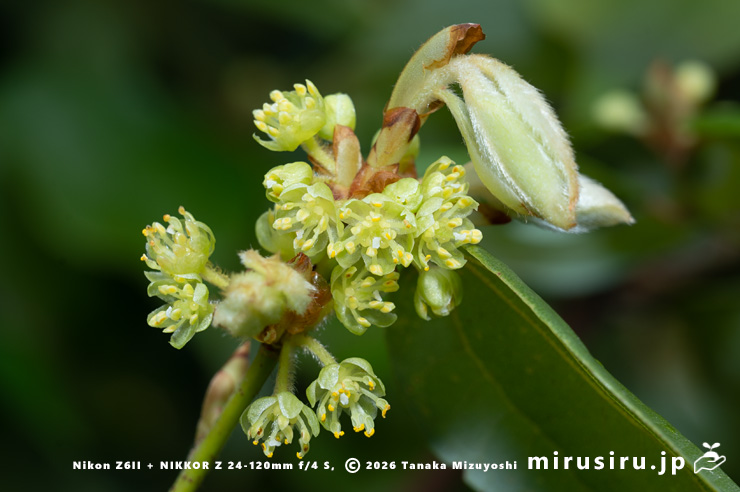テンダイウヤクの(雄株の)雄花 小田原市・松永記念館 2026/03/23