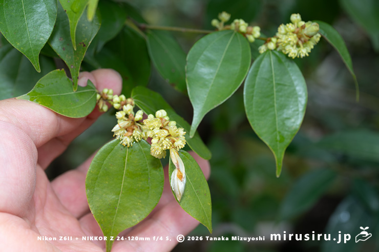 テンダイウヤクの(雄株の)雄花のサイズ感 小田原市・松永記念館 2026/03/23