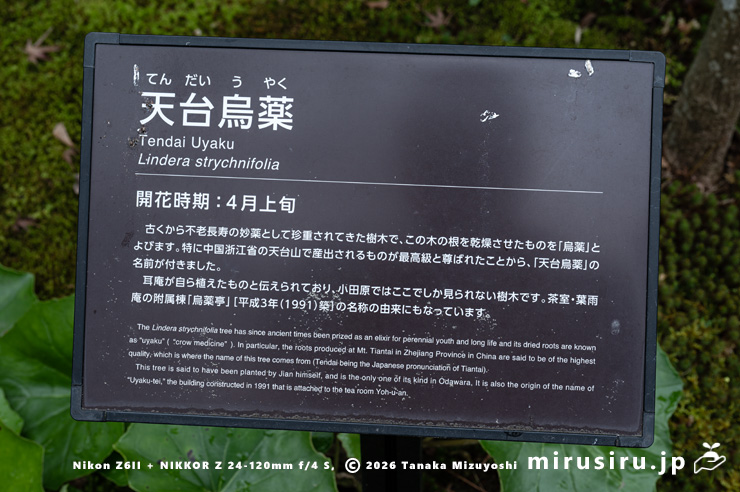 テンダイウヤクの説明板 小田原市・松永記念館 2026/03/23