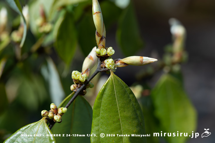 開花しはじめたテンダイウヤクの雌株 鎌倉市・浄妙寺 2026/03/23