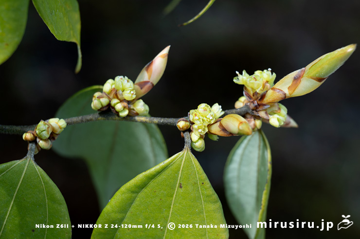 テンダイウヤクの(雌株の)雌花 鎌倉市・浄妙寺 2026/03/23