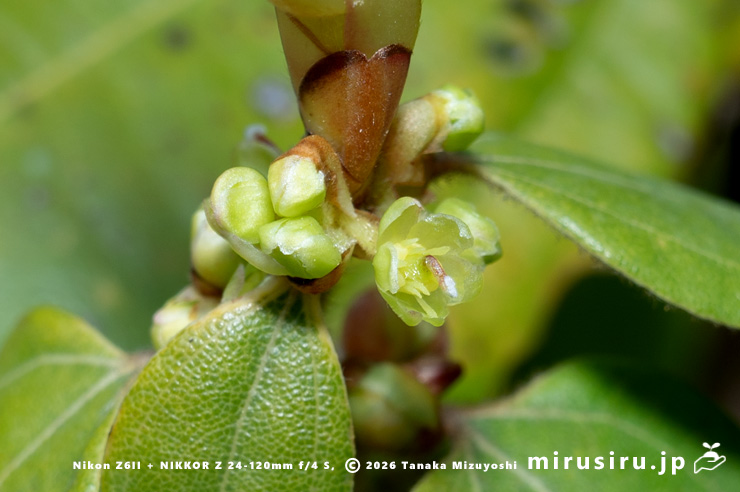 テンダイウヤクの(雌株の)雌花 鎌倉市・浄妙寺 2026/03/23