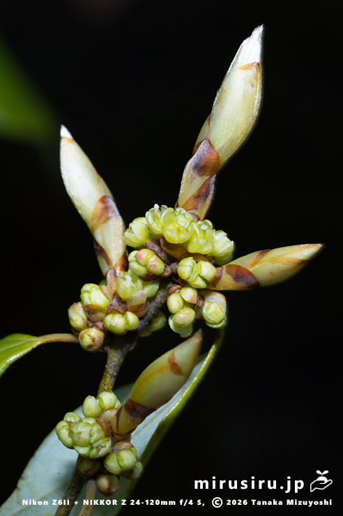 テンダイウヤクの(雌株の)雌花 鎌倉市・浄妙寺 2026/03/23