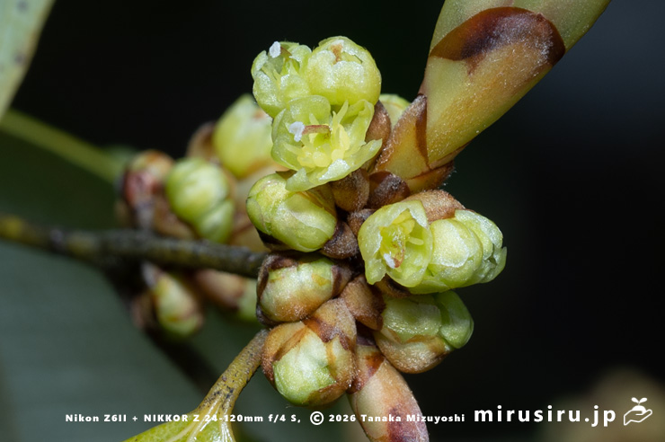 テンダイウヤクの(雌株の)雌花 鎌倉市・浄妙寺 2026/03/23