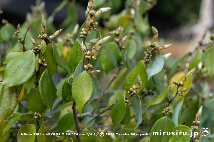 開花しはじめたテンダイウヤクの雌株 鎌倉市・浄妙寺 2026/03/23