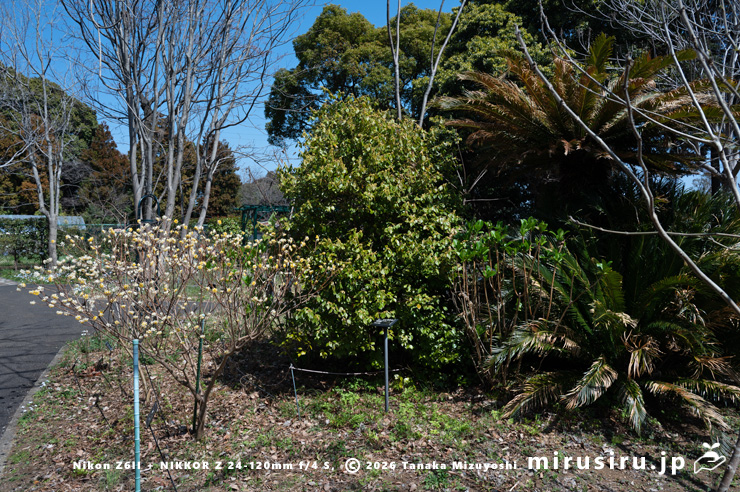 開花中のテンダイウヤクの雄株(中央) 横浜市南区・横浜市こども植物園 2026/03/24