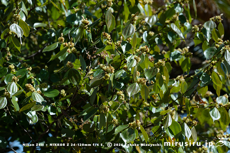 開花中のテンダイウヤクの雄株 横浜市南区・横浜市こども植物園 2026/03/24