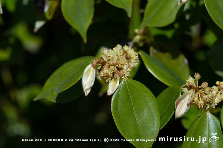 テンダイウヤクの(雄株の)雄花 横浜市南区・横浜市こども植物園 2026/03/24