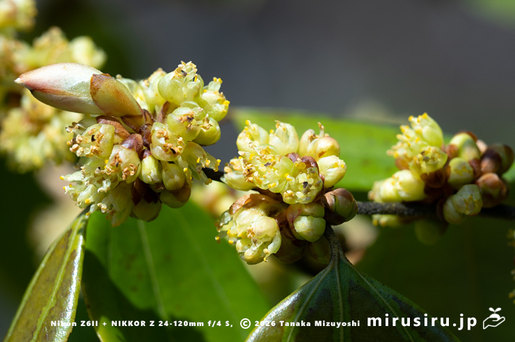 テンダイウヤクの(雄株の)雄花 横浜市南区・横浜市こども植物園 2026/03/24