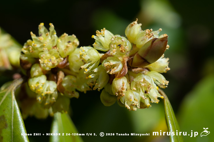 テンダイウヤクの(雄株の)雄花 横浜市南区・横浜市こども植物園 2026/03/24