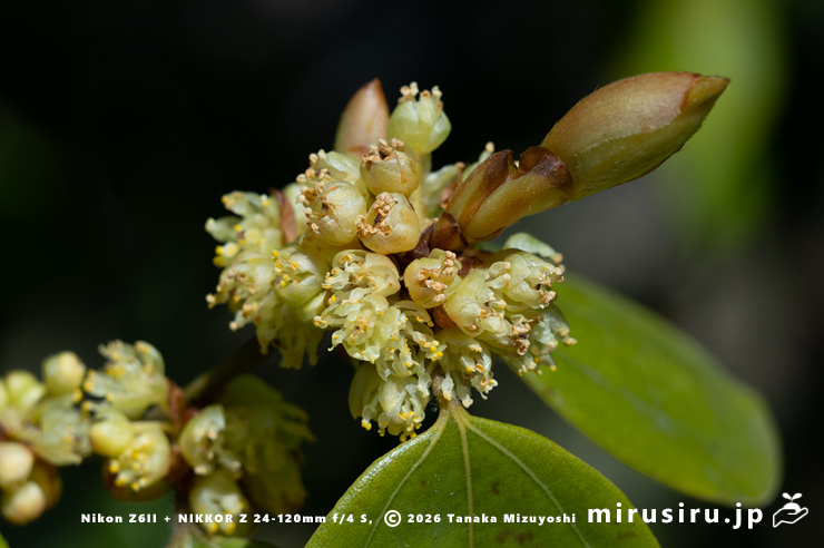 テンダイウヤクの(雄株の)雄花 横浜市南区・横浜市こども植物園 2026/03/24