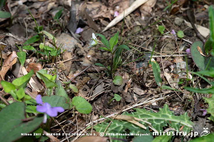 開花中のワダソウ（紫花はタチツボスミレ）　東京都八王子市・長池公園　2026/04/08
