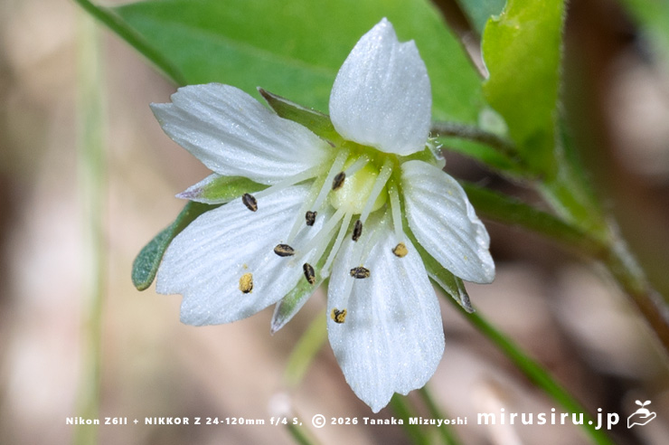 ワダソウの花　東京都八王子市・長池公園　2026/04/08