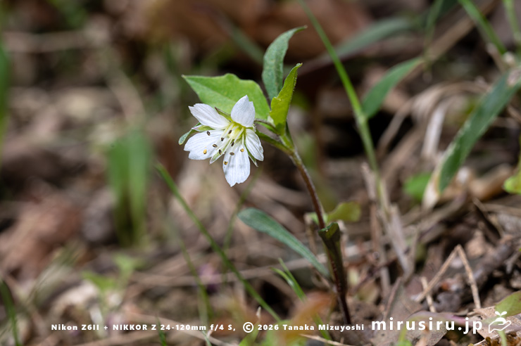 開花中のワダソウ　東京都八王子市・長池公園　2026/04/08