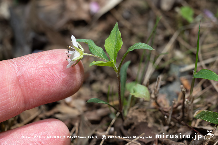 開花中のワダソウのサイズ感　東京都八王子市・長池公園　2026/04/08